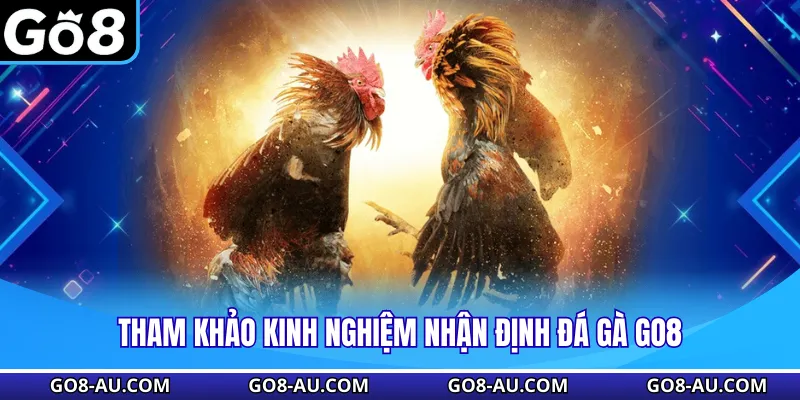 Tham khảo kinh nghiệm nhận định đá gà GO8